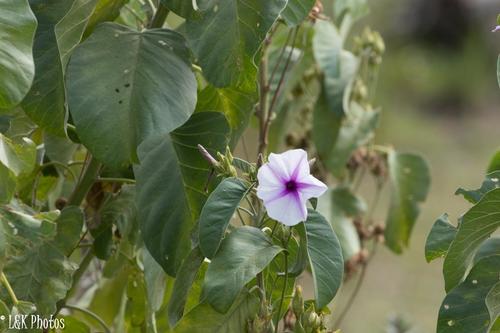 Ipomoea hildebrandtii, photograph 5