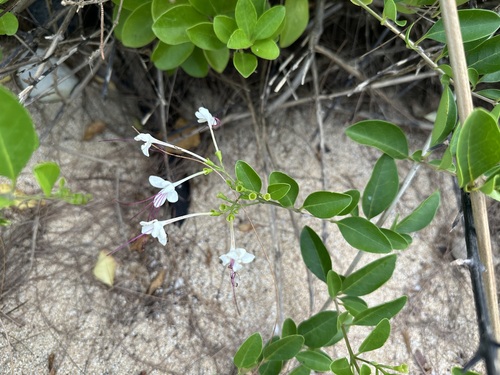 Volkameria inermis observed 2024-10-16