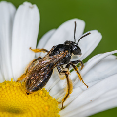 Andrena integra