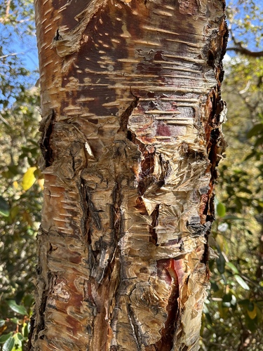 Himalayan Birch