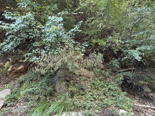 Elsholtzia stauntonii, photograph 3