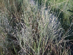 Xeranthemum cylindraceum
