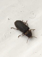 Hadrobregmus pertinax