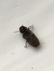 Hadrobregmus pertinax