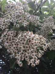 Olearia × macrodonta