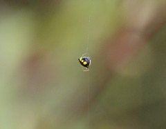 Theridula gonygaster