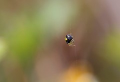 Theridula gonygaster