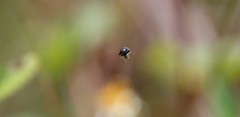 Theridula gonygaster