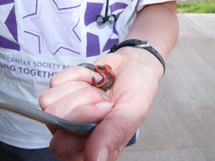 Diadophis punctatus regalis