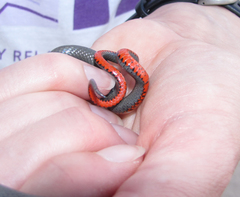 Diadophis punctatus regalis