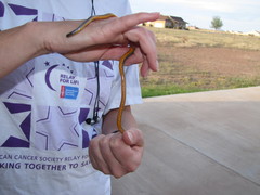 Diadophis punctatus regalis