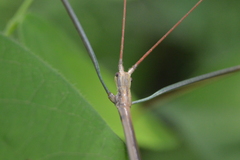 Diapheromerinae