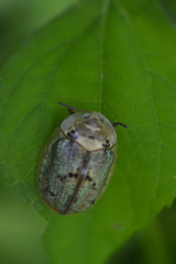 Physonota alutacea