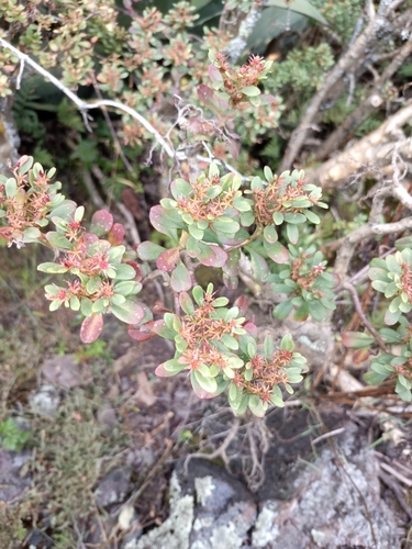 Sedum oxypetalum, photograph 2