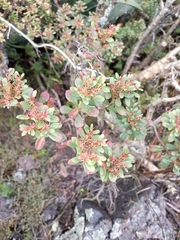 Sedum oxypetalum, photograph (c) Juan Cruzado Cortés, some rights reserved (CC BY)