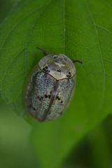 Physonota alutacea