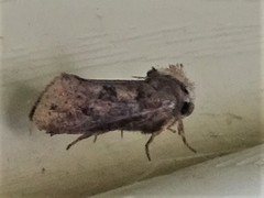 Acrolophus arcanella