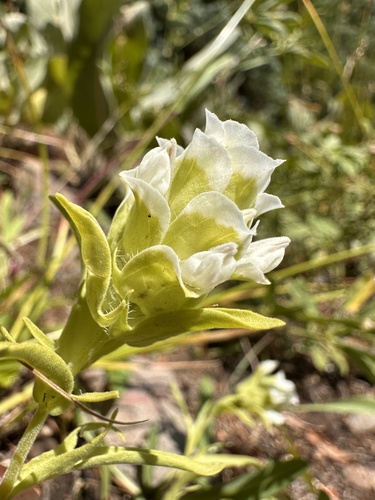 Image of Orthocarpus cuspidatus by (c) Matt Berger, some rights reserved (CC BY)