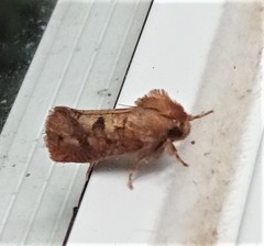 Acrolophus plumifrontella