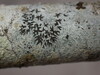 Phaeographis inusta - Photo (c) W Rao, some rights reserved (CC BY), uploaded by W Rao