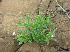 Clerodendrum ternatum