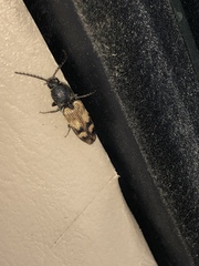 Megapenthes turbulentus