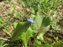 Hoplia coerulea