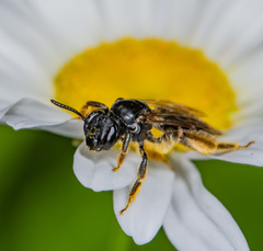Andrena integra
