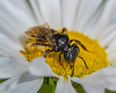 Andrena integra
