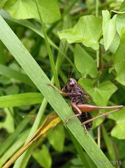 Zeuneriana abbreviata