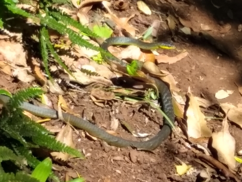 Common Tree Snake sighting
