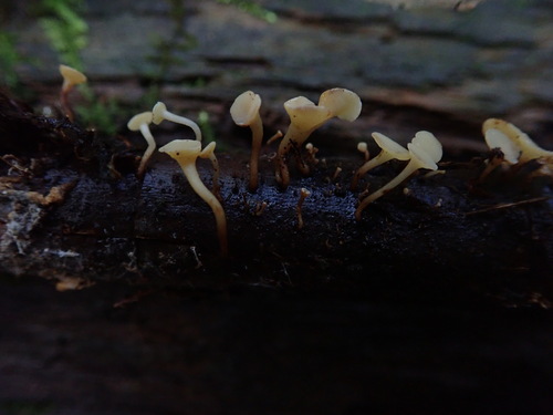 Owingsia PNW01 graham.jpg