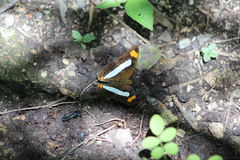 Adelpha iphicleola iphicleola
