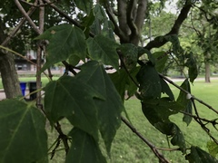 Pulvinaria innumerabilis