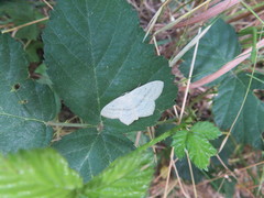 Scopula nigropunctata
