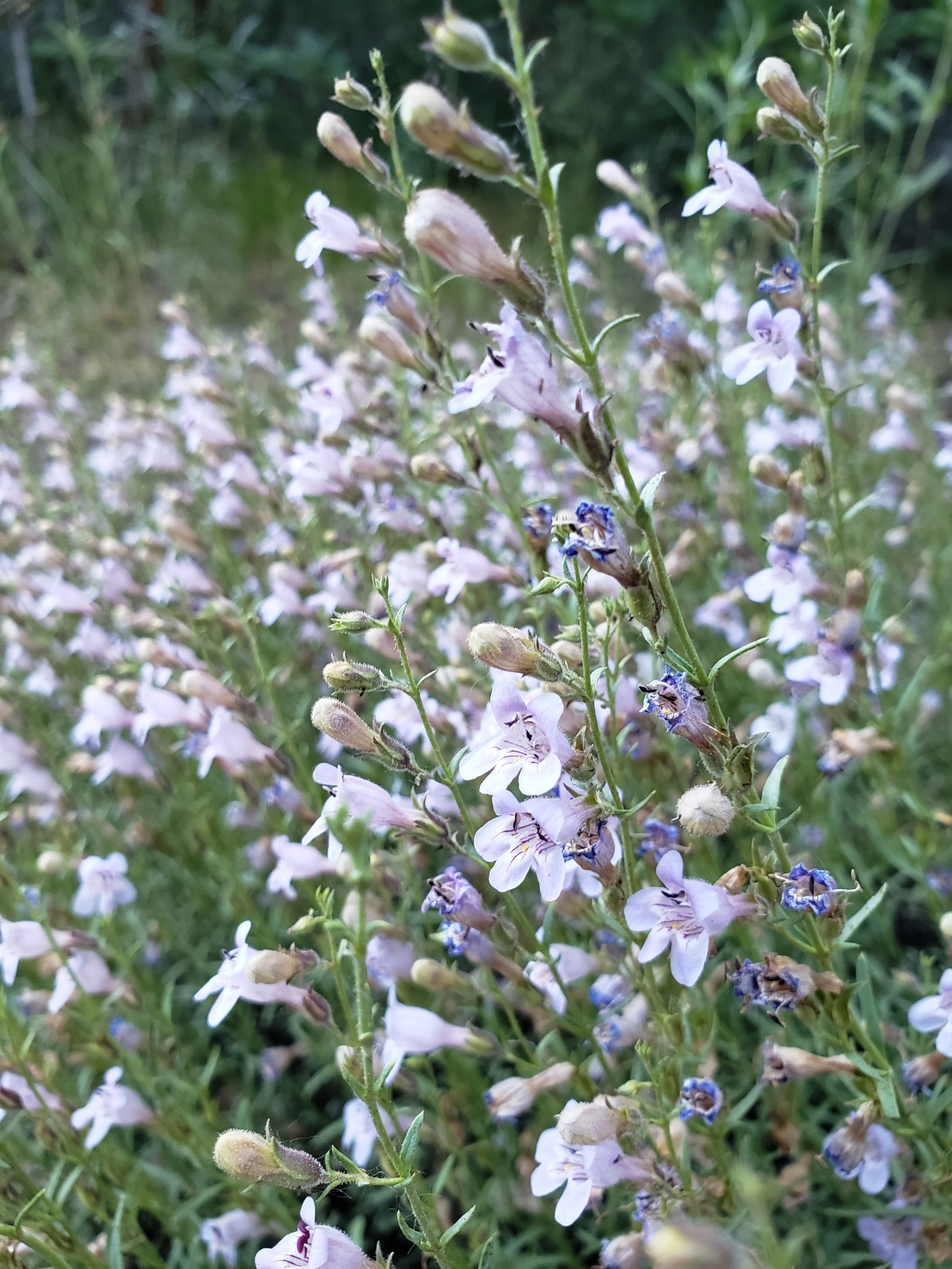 Penstemon linarioides ssp. coloradoensis