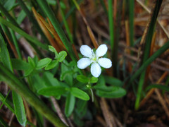 Moehringia lateriflora