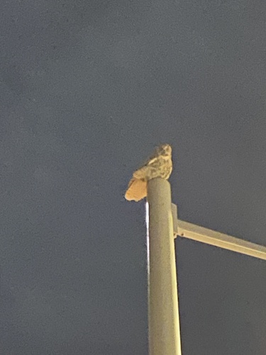 Great Horned Owl photographed in Wyoming