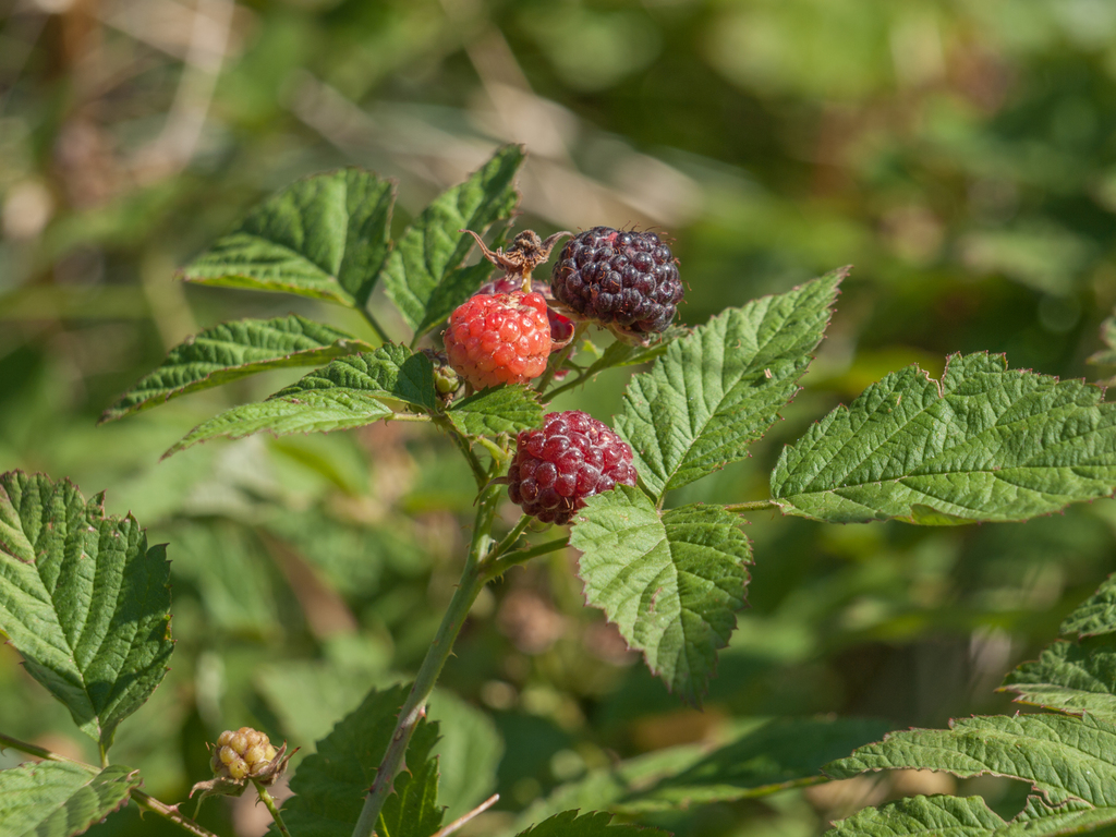 whitebark raspberry from Spokane County, WA, USA on August 30, 2009 by ...