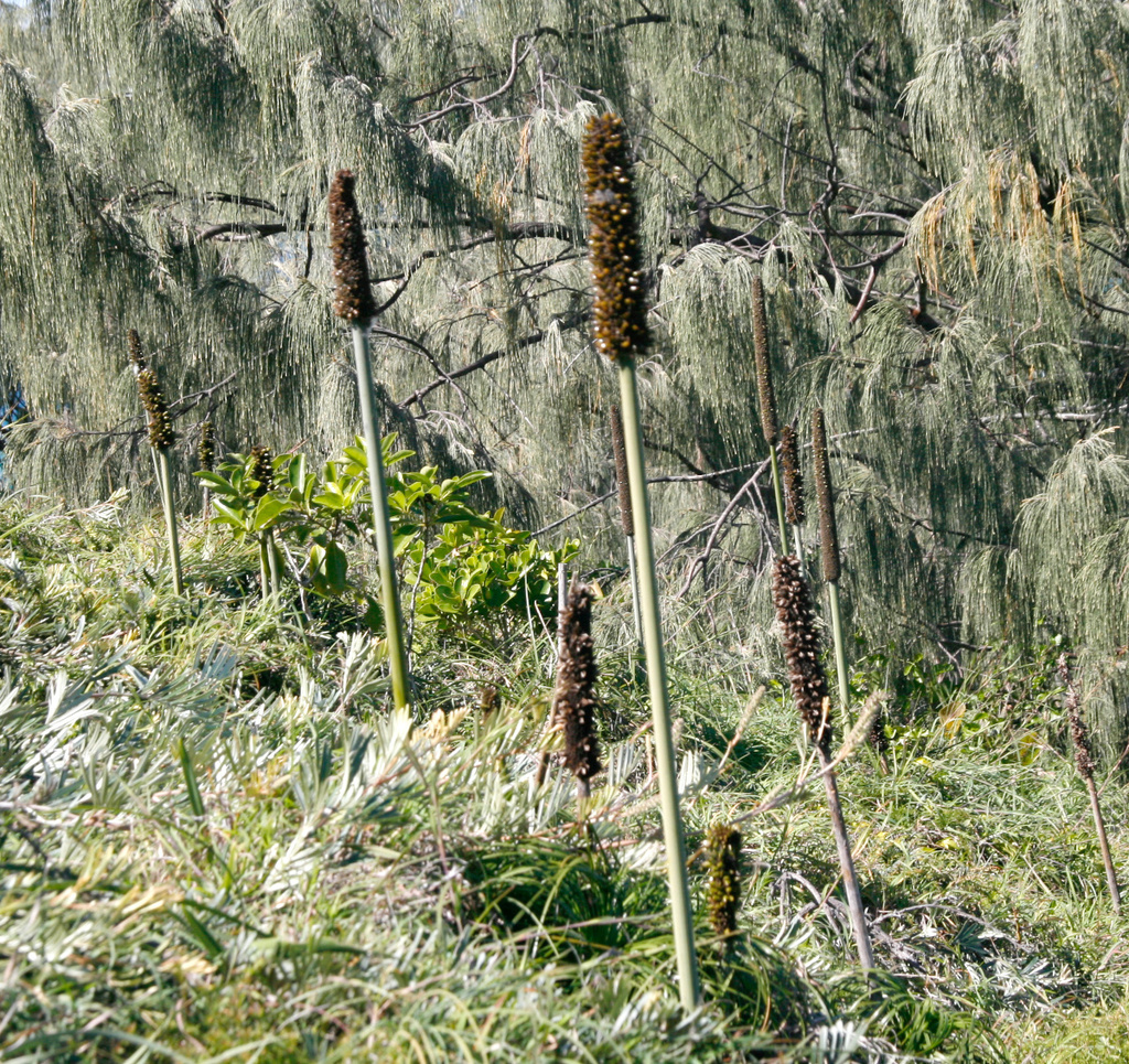 Xanthorrhoea pumilio R.Br.