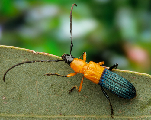 Tropocalymma dimidiata