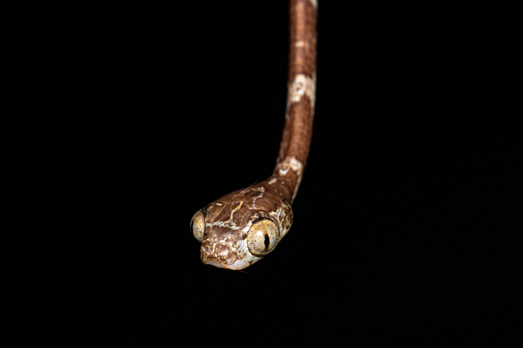 Common Blunt-headed Tree Snake (Imantodes cenchoa) photographed in Puerto Nariño, Amazonas, Colombia