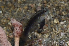 Yano's Starry Goby photo 1