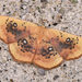 Cyclophora albiocellaria - Photo (c) Paolo Mazzei, some rights reserved (CC BY-NC), uploaded by Paolo Mazzei