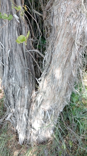 Image of Kunzea ericoides by (c) Joe Potter Butler, some rights reserved (CC BY)