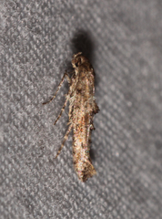 Ochromolopis ramapoella