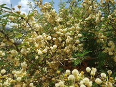 Vachellia abyssinica