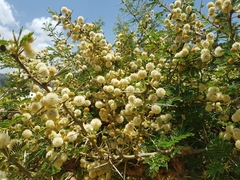Vachellia abyssinica