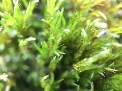 Warnstorfia fluitans