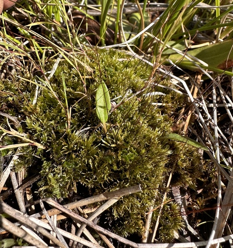 Broadnerved humpmoss (Meesia uliginosa)